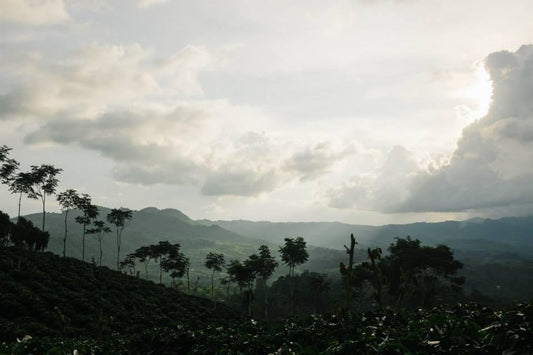 How a Trip to Nicaragua Changed My Whole Outlook on Coffee